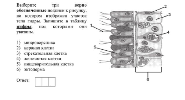 Kraken официальные зеркала